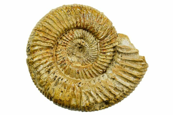 Jurassic Ammonite (Perisphinctes) Fossil - France #363644